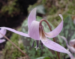 Erythronium dens-canis Rose Queen